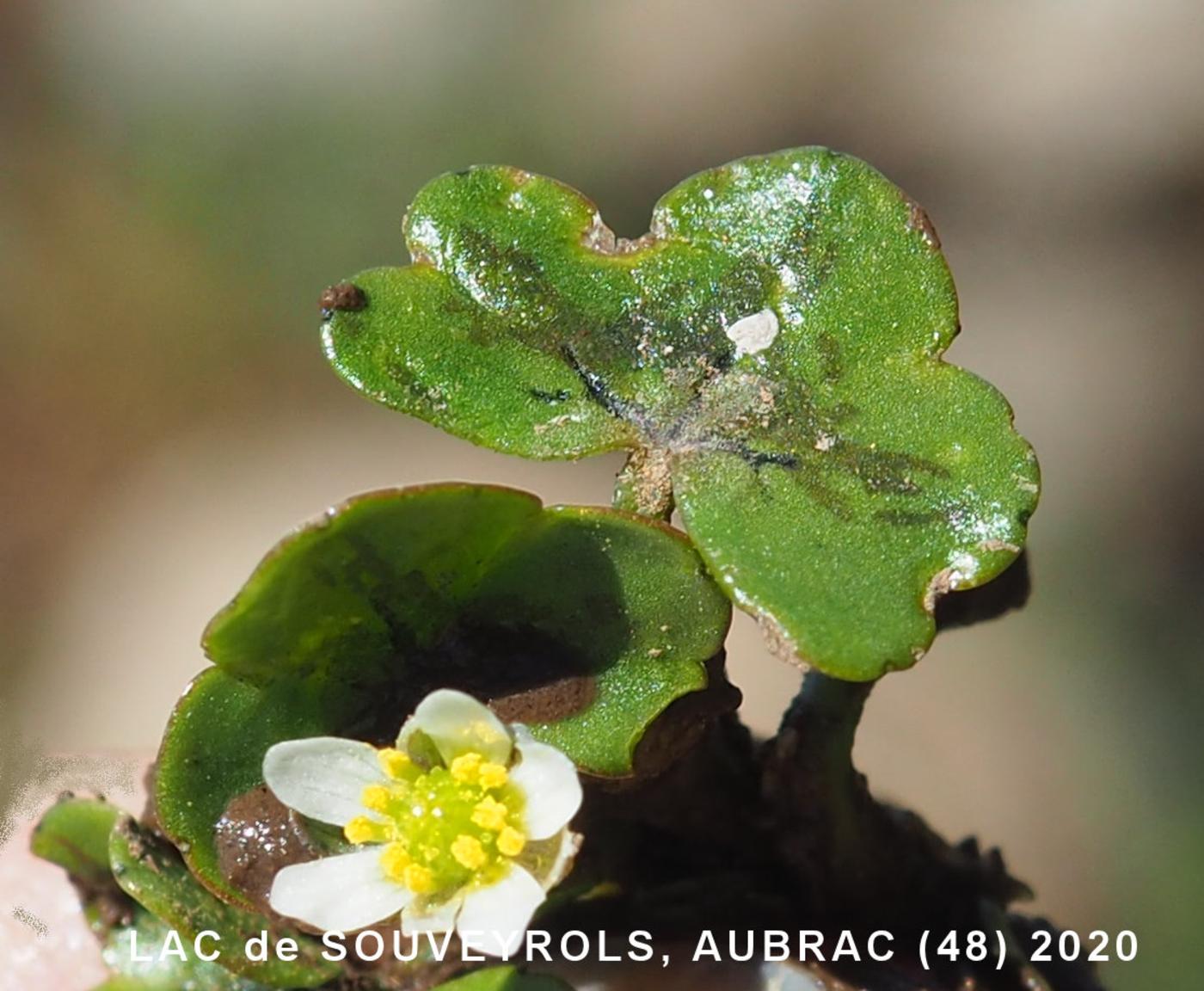 Crowfoot, Ivy-leaved leaf